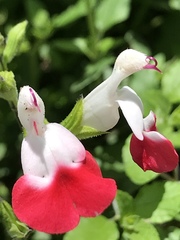 Salvia microphylla microphylla