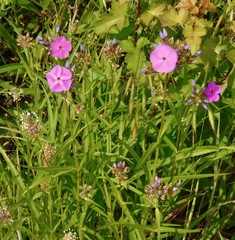Phlox glaberrima interior