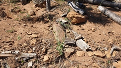 Streptanthus bernardinus