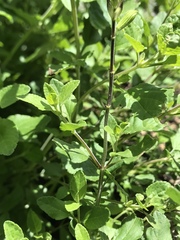 Salvia microphylla microphylla