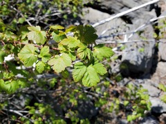 Acer glabrum torreyi