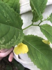 Impatiens noli-tangere