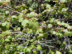 Acer glabrum torreyi