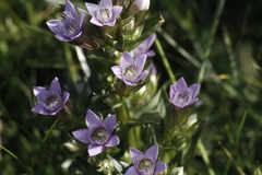 Gentianella ramosa