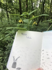 Impatiens noli-tangere