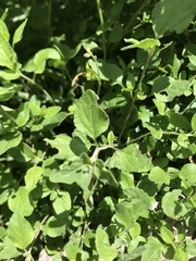 Salvia microphylla microphylla