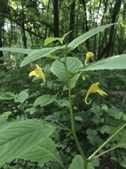 Impatiens noli-tangere