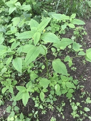 Impatiens noli-tangere