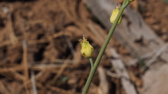 Streptanthus bernardinus