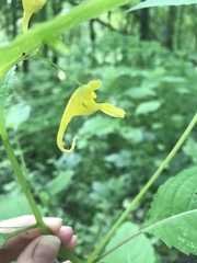 Impatiens noli-tangere