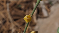 Streptanthus bernardinus