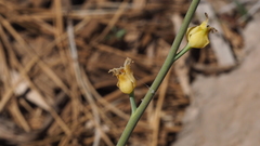 Streptanthus bernardinus