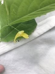 Impatiens noli-tangere