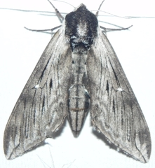 Sphinx poecila