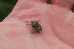 Carpocoris purpureipennis