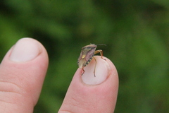 Carpocoris purpureipennis