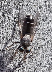 Atomosia melanopogon