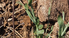 Streptanthus bernardinus