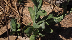 Streptanthus bernardinus