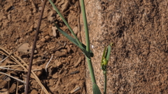 Streptanthus bernardinus