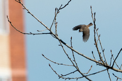 Luscinia svecica