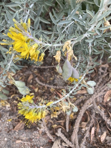 iNaturalist observation photo of Bladderpod