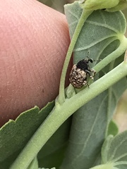 Pheloconus cribricollis