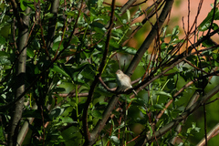 Iduna caligata