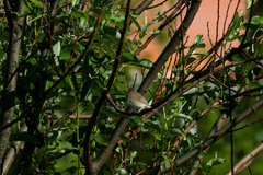 Iduna caligata