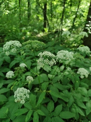 Aegopodium podagraria