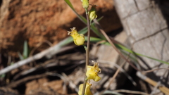 Streptanthus bernardinus