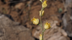 Streptanthus bernardinus