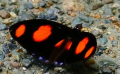 Catonephele numilia