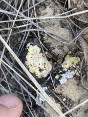 Gyalolechia subbracteata