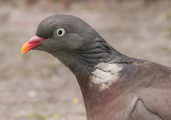 Columba palumbus