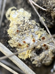 Gyalolechia subbracteata