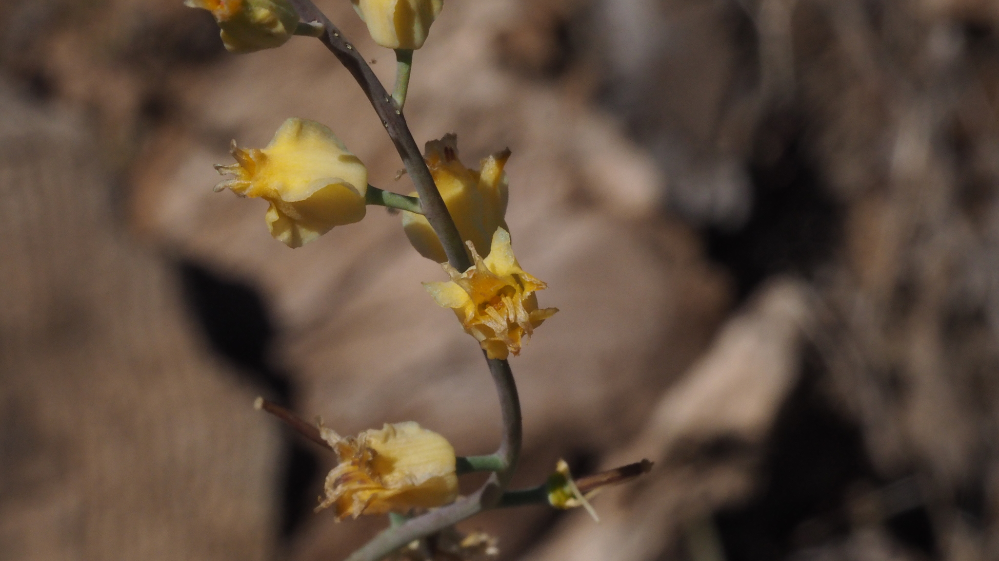 Streptanthus bernardinus