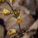 Laguna Mountains Jewelflower - Photo (c) Fred Melgert / Carla Hoegen, some rights reserved (CC BY-NC), uploaded by Fred Melgert / Carla Hoegen
