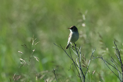 Iduna caligata