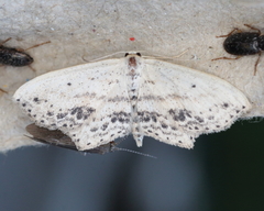Scopula cacuminaria