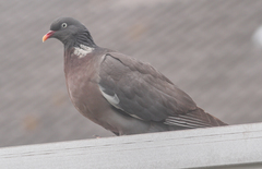 Columba palumbus