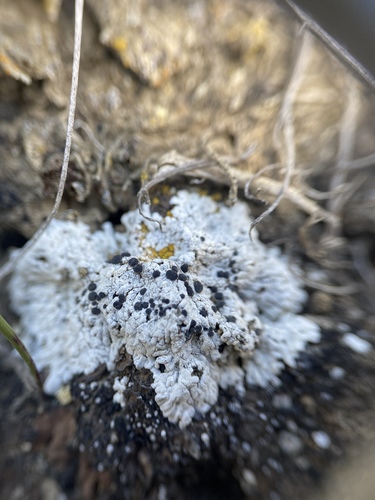 Buellia elegans