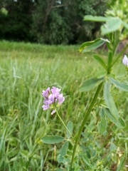 Medicago sativa sativa