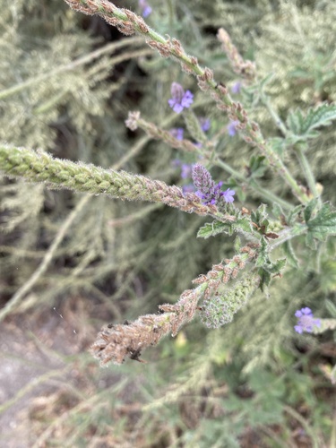 iNaturalist observation photo of western vervain
