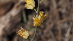 Streptanthus bernardinus