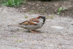 Passer domesticus