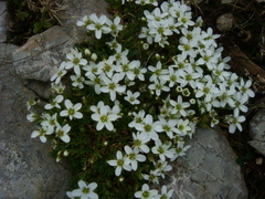 Arenaria ciliata