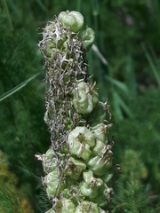 Dasineura phyteumatis