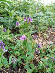 Medicago sativa sativa
