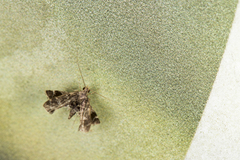 Nosphistica bisinuata